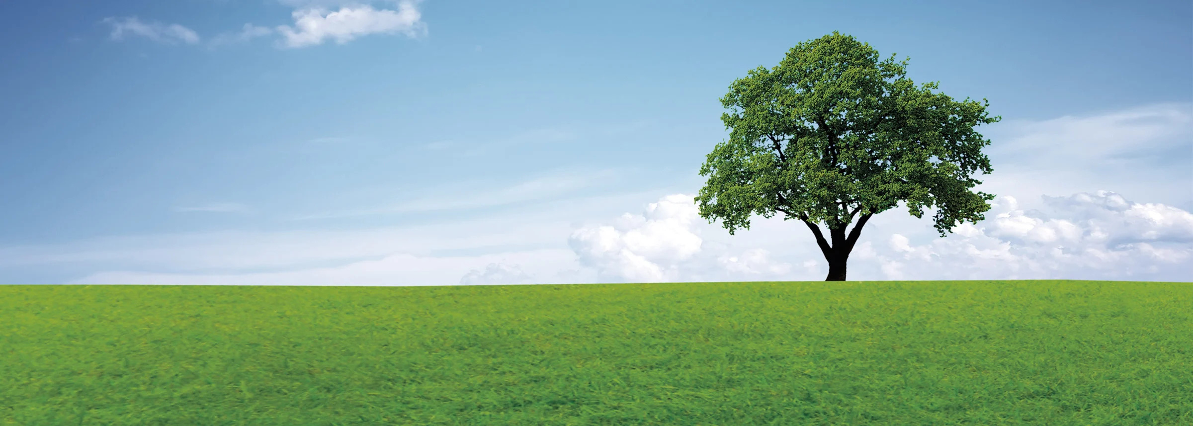 Logra juntas impecables con el blanqueador bosque verde - Reformas Zar